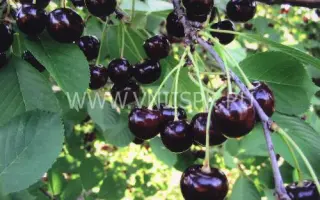 Гриот россошанский