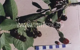 Десертная волжская