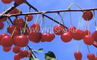 Десертная Морозовой