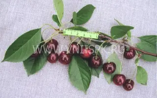 Десертная Тихоновой