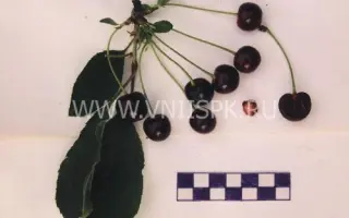 Дубовская крупноплодная