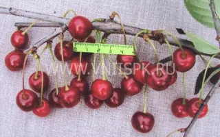 Жердевская красавица