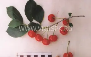 Заря Татарии