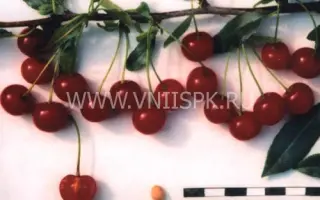 Изобильная