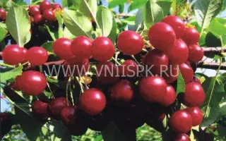 Калитвянка