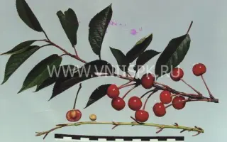 Конкурентка