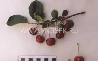 Краса Татарии