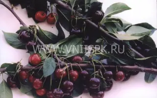 Краснодарская сладкая