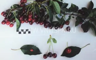 Лебедянская