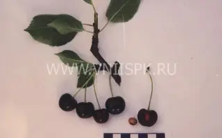 Лозновская