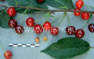 Молодёжная