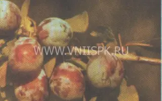 Акимовская