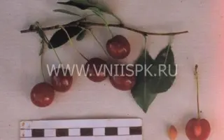 Низкорослая