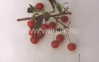 Нижнекамская