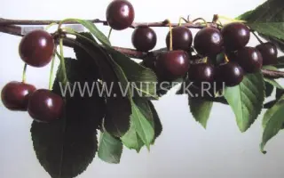 Облачинская