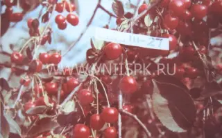 Окский рубин