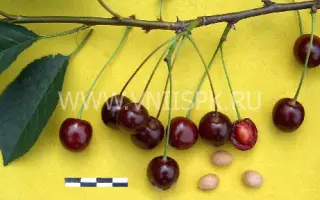 Памяти Еникеева