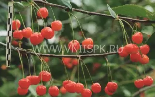 Памяти Машкина