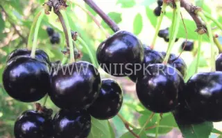 Память Ворончихиной