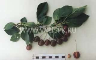 Память Сахарова