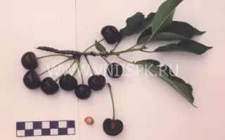 Песковатская