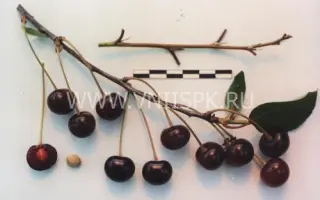 Подарок учителям