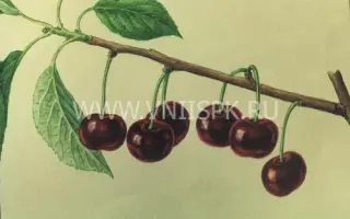 Подбельский