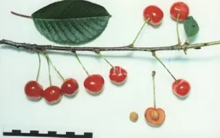 Превосходная Веньяминова