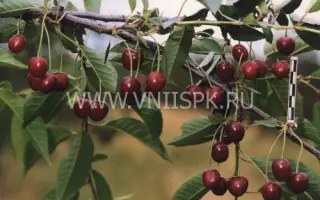 Превосходная Колесниковой