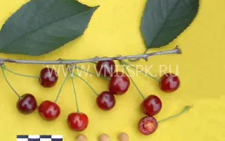 Расторгуевская