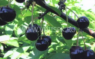 Россошанская чёрная