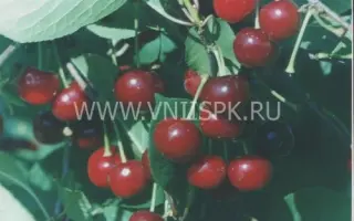 Саратовская малышка