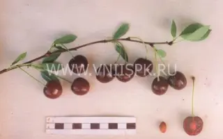 Севастьяновская