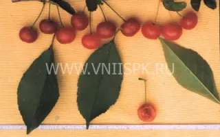 Сеянец Любской