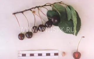 Тверитиновская