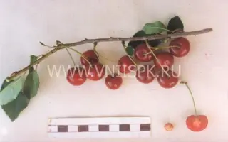 Труженица Татарии