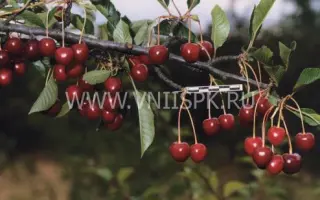 Тургеневка