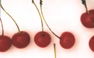 Уральская рябиновая