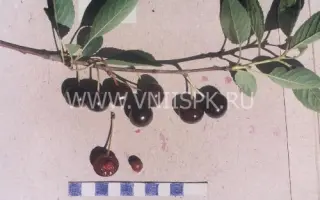 Финаевская