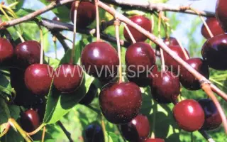 Чёрная крупная