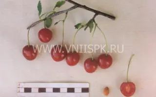 Шакировская