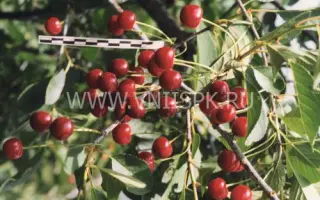 Шоколадница