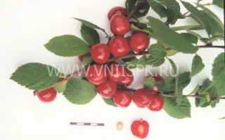 Океанская вировская