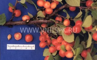 Розовая урожайная