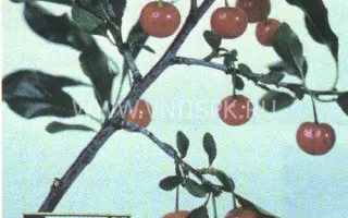 Алтайская крупная