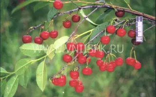 Алтайская ранняя