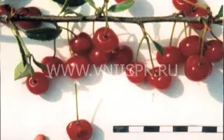 Болотовская