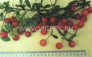 Курчатовская