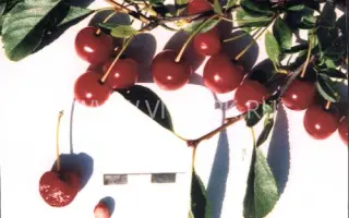 Мечта Зауралья