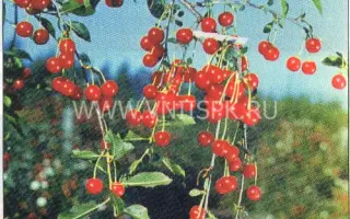 Новоалтайская